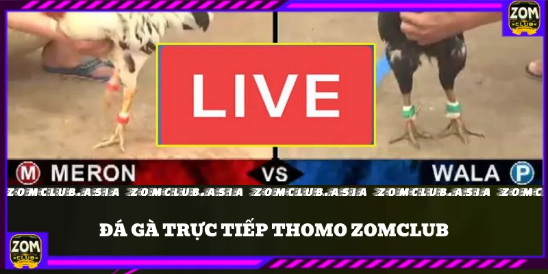 đá gà trực tiếp thomo
